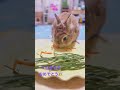 我が家のぺるぽが6才になったよ！