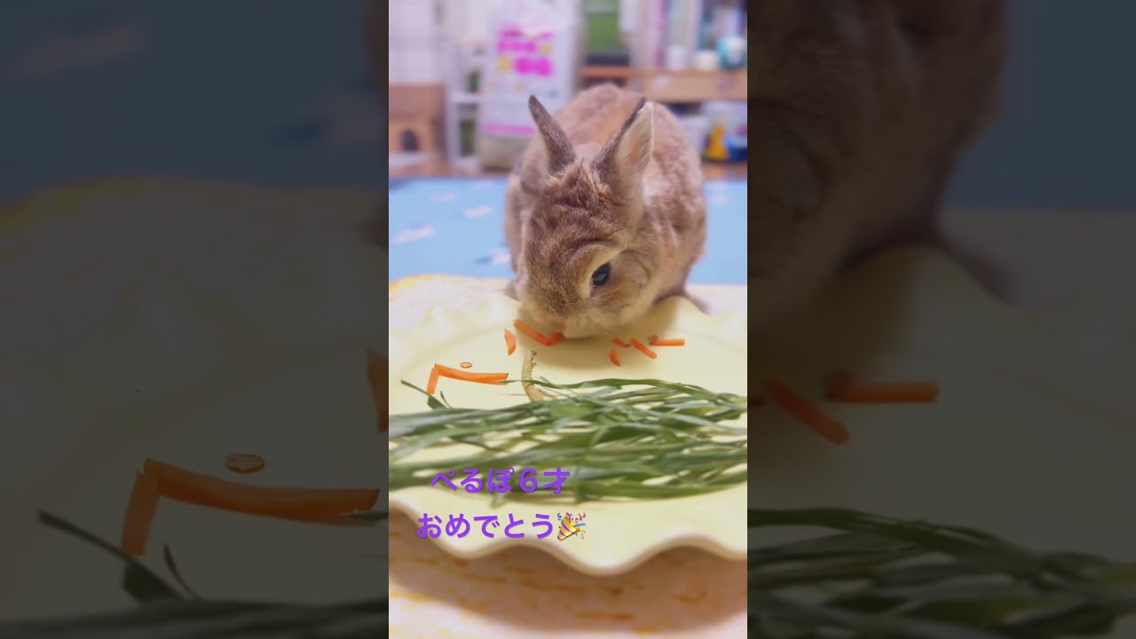 我が家のぺるぽが6才になったよ！