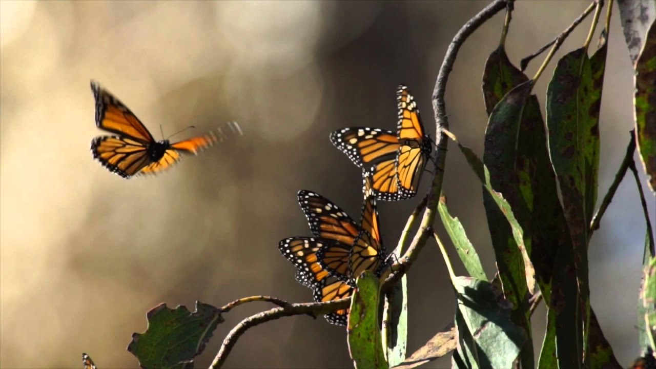 Monarch Butterflies at Ellwood Preserve, Goleta, CA YouTube