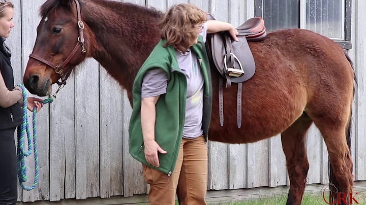 Is Your Horse Pain Free? Saddle Fitting with Dr. J...