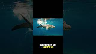 Quien es el gatito en tiburon vs cocodrilo? Quien gana? #gatitos #gatos #versus #vs #batalla