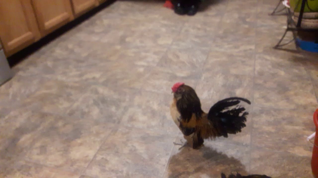 Mini Roster - YouTube