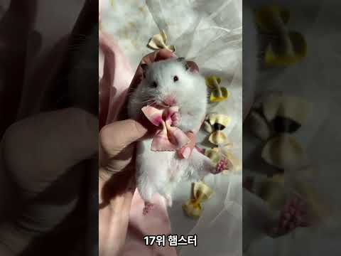 귀여운 동물 순위를 알아보자