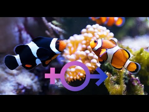 Video Sự thật về cá nemo (cá hề) chuyển giới - Thủy Sinh 4U - youtube