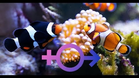 Sự thật về cá nemo (cá hề) chuyển giới - Thủy Sinh 4U