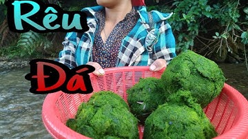 Rêu Đá | DT Thái VN