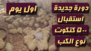 استقبال دورة جديدة ٥٠٠ كتكوت ( نوع الكب ) اول يوم شوف و اتعلم // عشاق الدواجن