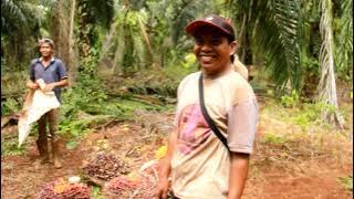 Panen Kelapa Sawit Di Kalimantan Timur