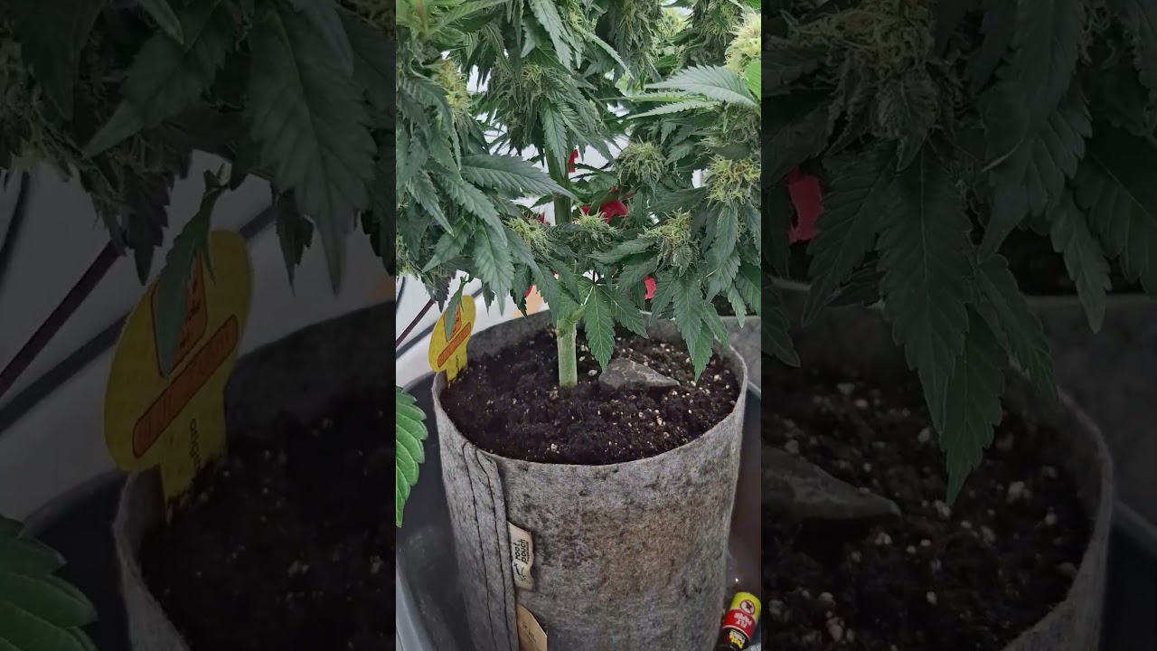 Blue Zushi x 2 from @Original Sensible Seeds & Melonade Runtz @Dutch Passion Seeds