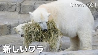Polar Bears in the morning 新しい乾草で楽しむホッキョクグマ親子