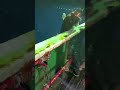 根魚の引きじゃねぇwwルアーで足元からドカンと巨大ハタ!