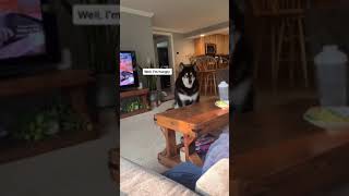 Talking Dog ??  #shorts #alaskanmalamute #funny