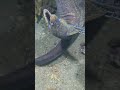 #catchthesea #fishing #rivercrab #beach #deepsea #nature #diving #fish #eel #crab