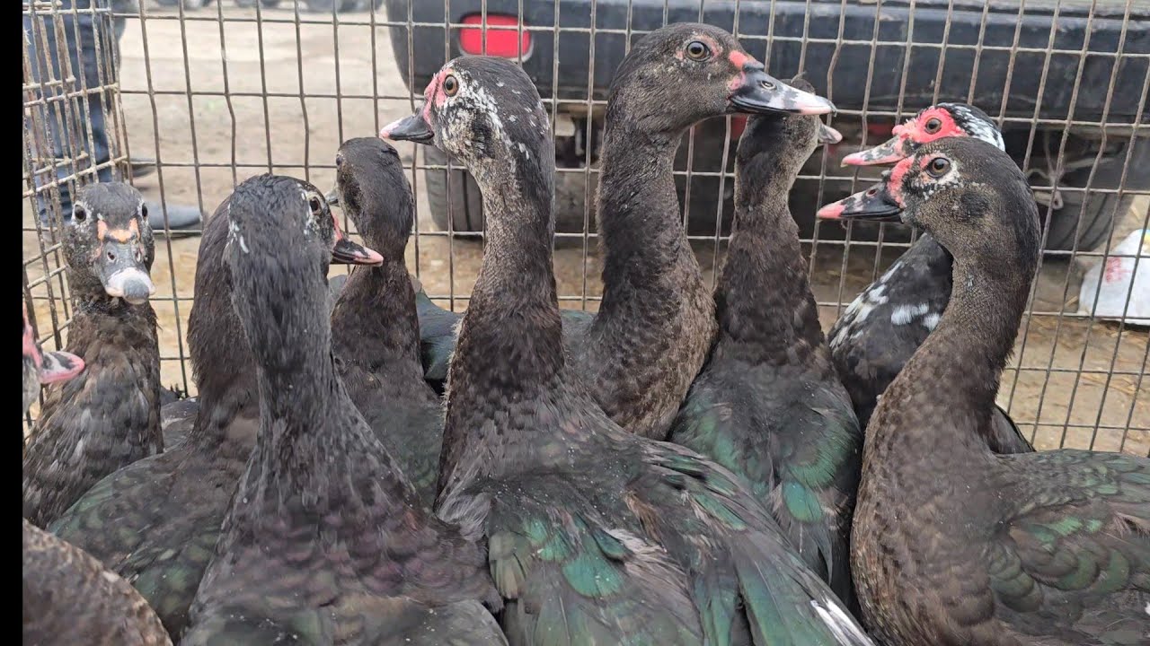 Наманган  В мингбулок  жомашуй бозори 2025.12.08 декабир