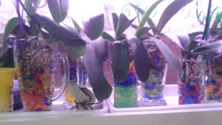 Орхидеи в гидрогеле спустя 6 месяцев. Мои наблюдения.