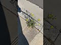 ОНИ БЫЛИ БЫ ЕЩЁ ОСТОРОЖНЕЕ :) ...