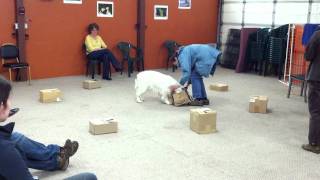 NoseWorkJack03_20110926.MOV