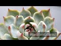 Мучнистый червец съел растение! Суккуленты. Echeveria Lindsayana.