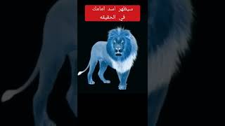 سيظهر اسد امامك في الحقيقه