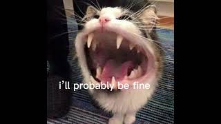 I Swallowed Shampoo Meme