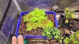THC Herbangardner - The Lettuce Project #tnbnaturals