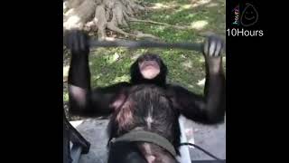 monkey lifting for 10 hours
