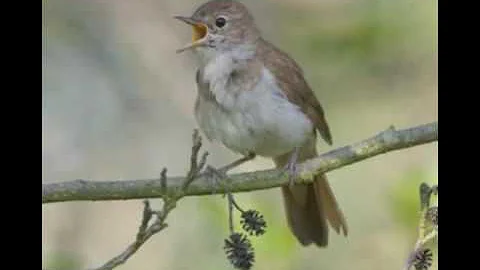 NIGHTINGALE SONG-4 hours REALTIME Beautiful Nightingale Singing,Birdsong,Nature sounds,part 2.