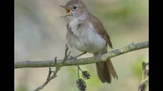 NIGHTINGALE SONG4 hours REALTIME Beautiful Nightingale Singing,Birdsong,Nature sounds,part 2.