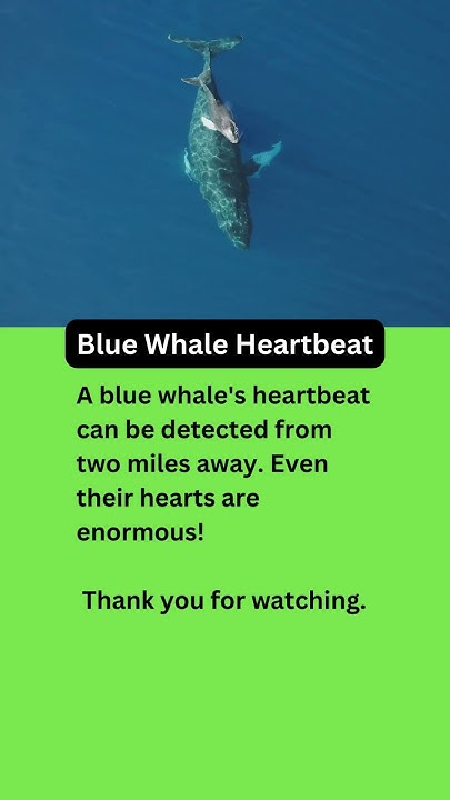 Blue Whale Heartbeat - YouTube