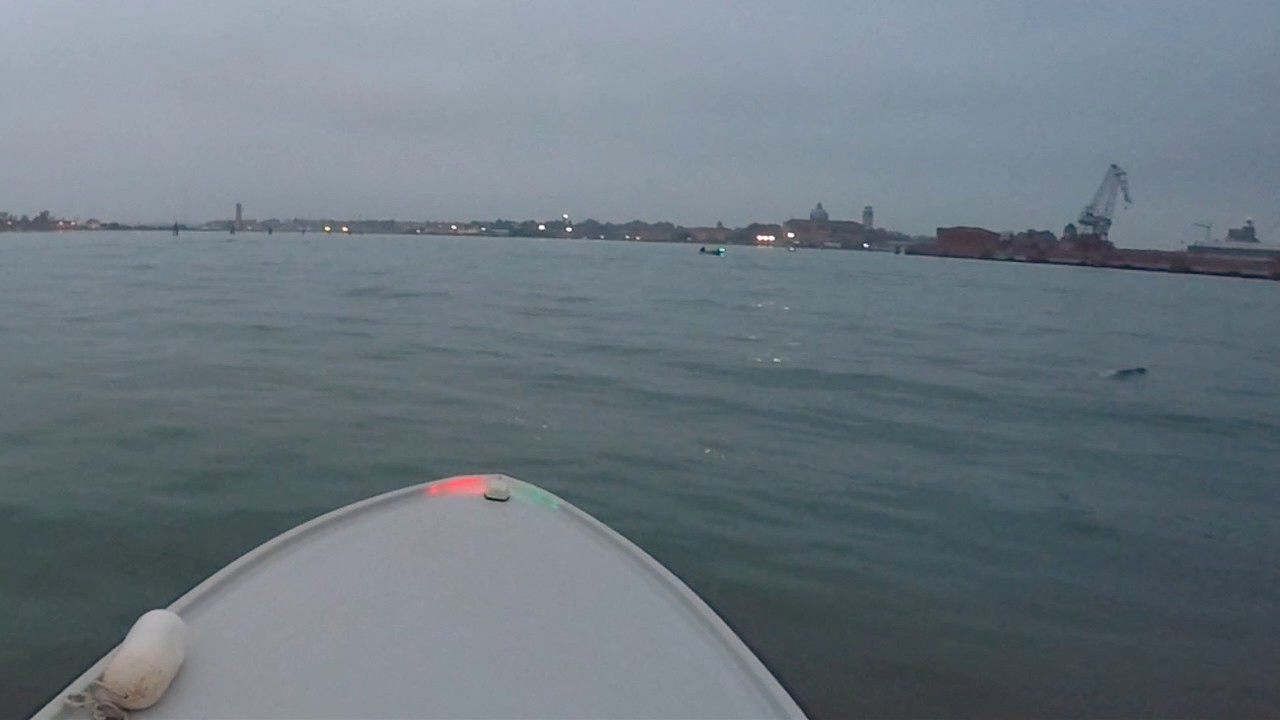 Un pomeriggio in laguna con un delfino - 25 ottobre 2016