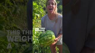 Harvest a Giant Watermelon With Me summergarden gardenharvest