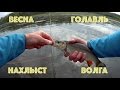 Ловля весеннего голавля нахлыстом на Волге