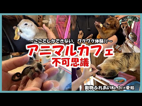 【アニマルカフェ不可思議】動物ふれあいNo 1in愛知〜ここでしかできない、ワクワク体験‼︎〜