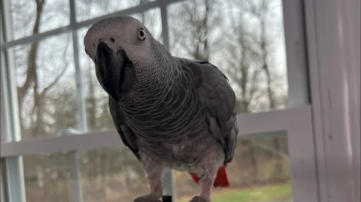 Symon the African Grey Talking Parrot is quite chatty today🥰 #talkingparrot #cag #birds #babyparrot