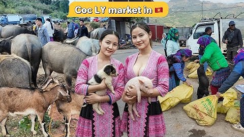 CỐC LY ! Chợ phiên bán nhiều trâu bò lợn bản dê núi và nhiều dược liệu quý hiếm / ĐỜI SỐNG DÂN BẢN .