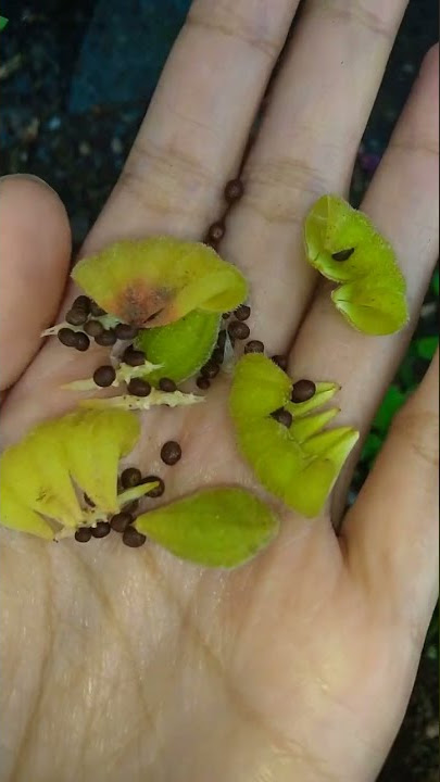 Biji tanaman pacar air ⁉️🌱💦🧐 #shortvideo #hidupdidesa #tanaman #pacarair #benih