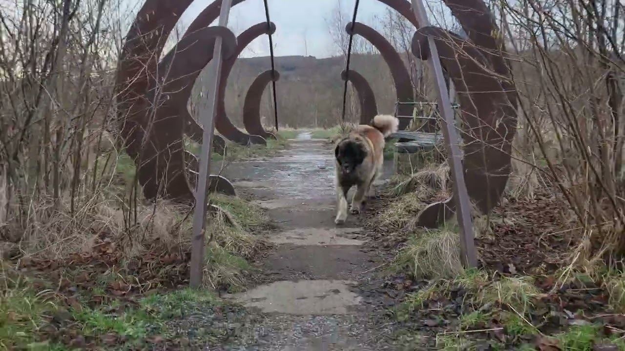 WATERGATE FOREST PARK WITH A BEAUTIFUL LEONBERGER