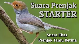 Suara Prenjak Starter - suara khas prenjak betina