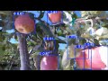 Data Labeling For Apple Detection | Data Annotation Services | Wisepl | Computer Vision | ML