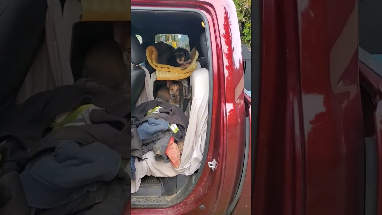 Dead Bobcat T870 Dodge Dogs Fords John Deere Hitachi mud mayhem mishaps all part of construction fun