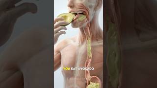 You Eat Avocado… This Is What Happens Inside Your Body #shorts #humanbody #anatomy — video thumbnail