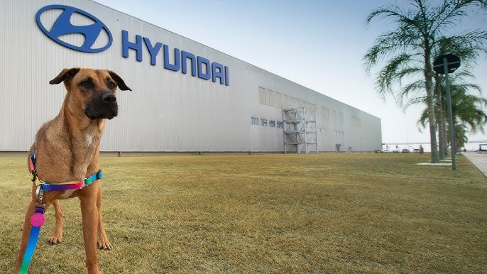 Meet Tucson! Stray dog hired as Hyundai's car consultant dog 