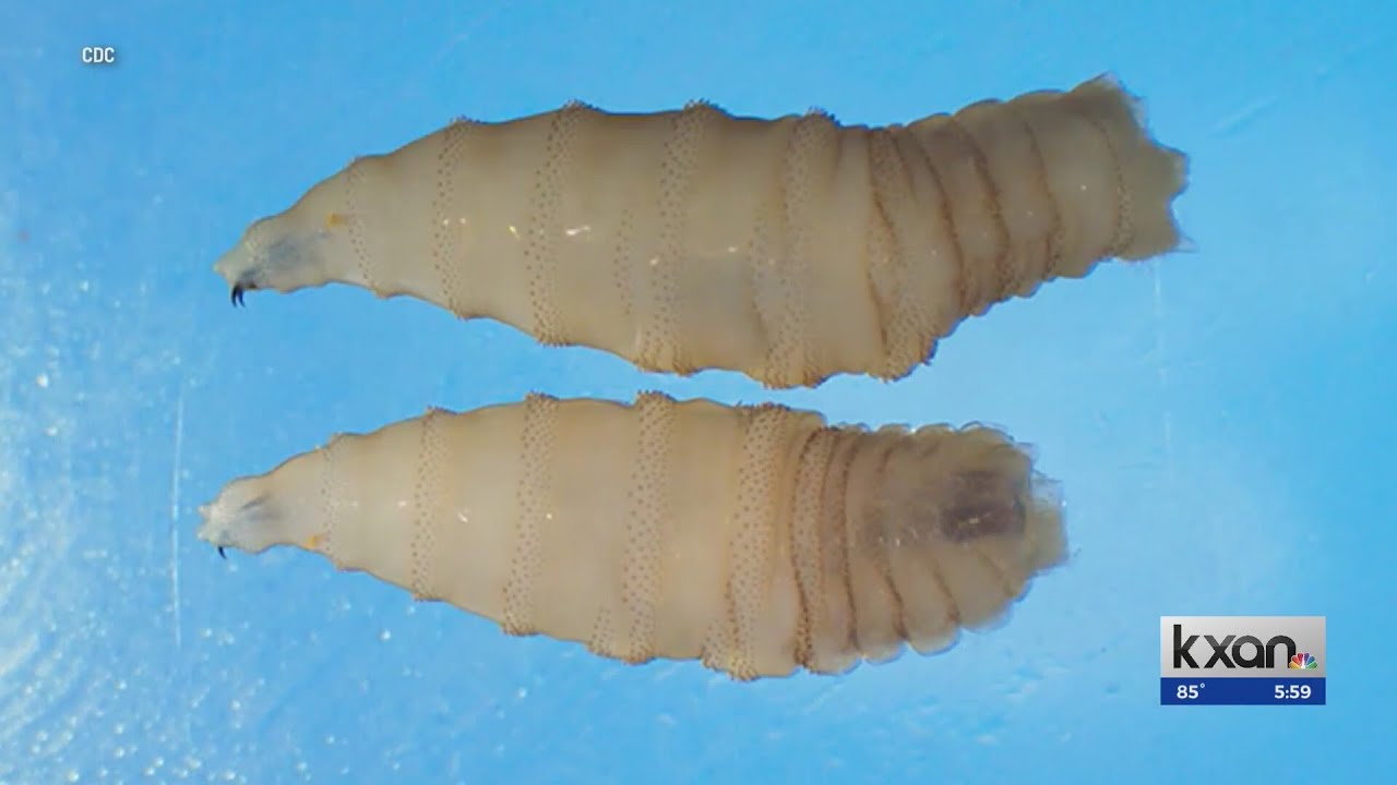 USDA confirms first case of New World screwworm in south Texas