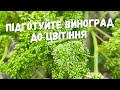 Пасинкування, підвязка, нормування ,оприскування винограду перед цвітінням