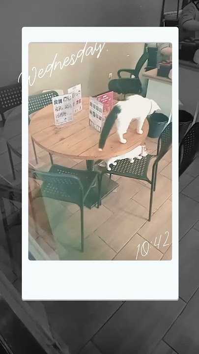 Mereka bosan🤣#cat#music#catshorts#catvideos