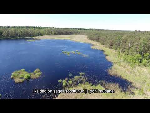 Video: Kõik, Mida Peate Teadma, Et Planeerida Reis Las Coloradasesse 