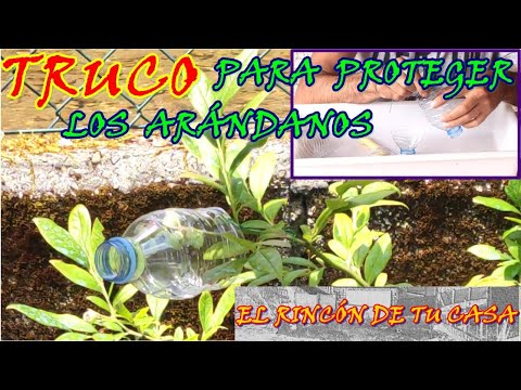 Video: Proteger las plantas de arándanos de los pájaros: formas de proteger los arándanos de los pájaros