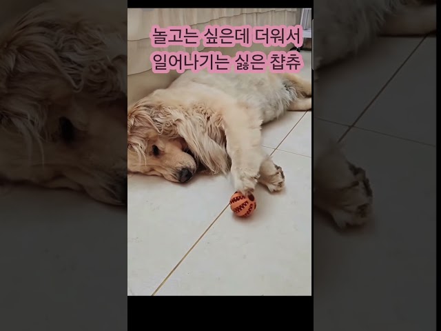 놀고는 싶은데  뎌눠서 일어나기는 싫은 강아지ㅋㅋ #강아지 #애견영상 #반려견
