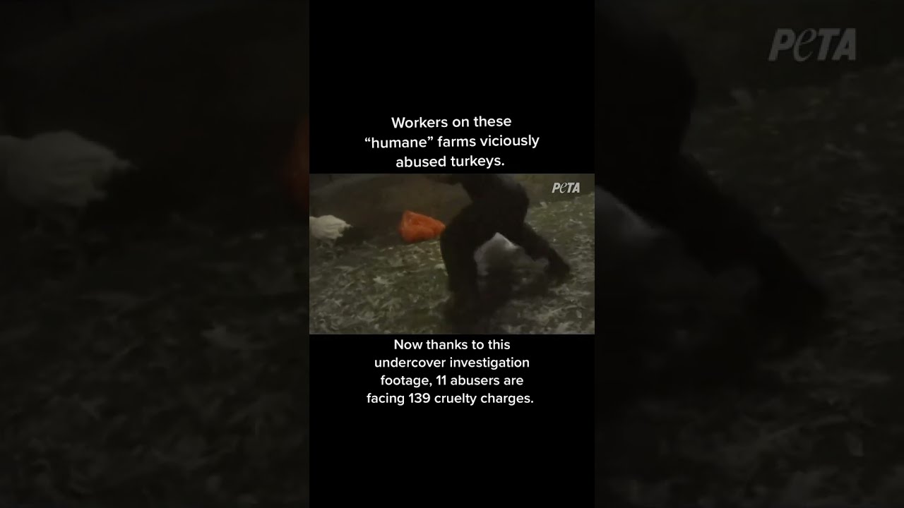 The Biggest Cruelty To Factory Farmed Animals Case In U S History Shorts