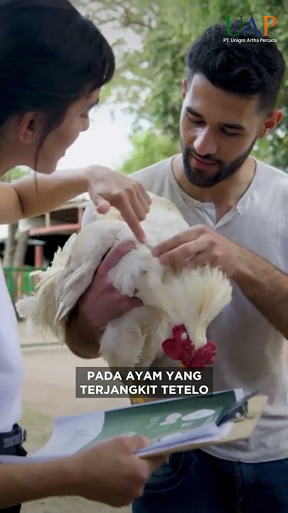 2 CARA AMPUH SEMBUHKAN PENYAKIT TETELO PADA AYAM